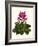 Tropical Flower 1-Fab Funky-Framed Art Print