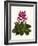 Tropical Flower 1-Fab Funky-Framed Art Print