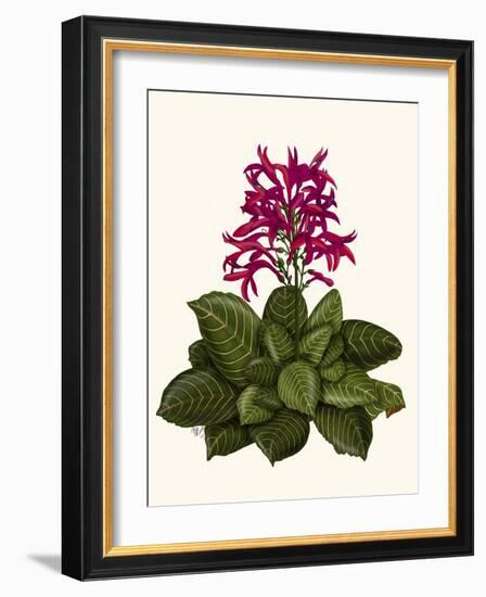 Tropical Flower 1-Fab Funky-Framed Art Print