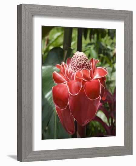 Tropical Flower, Costa Rica, Central America-R H Productions-Framed Photographic Print