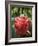 Tropical Flower, Costa Rica, Central America-R H Productions-Framed Photographic Print