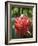 Tropical Flower, Costa Rica, Central America-R H Productions-Framed Photographic Print