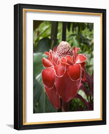 Tropical Flower, Costa Rica, Central America-R H Productions-Framed Photographic Print