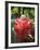 Tropical Flower, Costa Rica, Central America-R H Productions-Framed Photographic Print