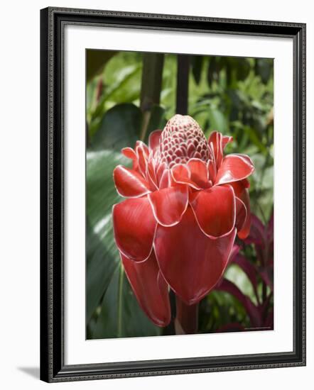 Tropical Flower, Costa Rica, Central America-R H Productions-Framed Photographic Print