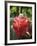 Tropical Flower, Costa Rica, Central America-R H Productions-Framed Photographic Print