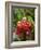 Tropical Flower, Costa Rica, Central America-R H Productions-Framed Photographic Print