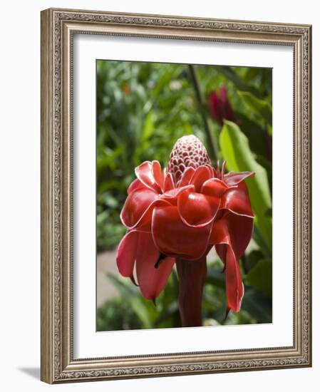 Tropical Flower, Costa Rica, Central America-R H Productions-Framed Photographic Print