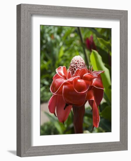 Tropical Flower, Costa Rica, Central America-R H Productions-Framed Photographic Print