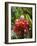 Tropical Flower, Costa Rica, Central America-R H Productions-Framed Photographic Print