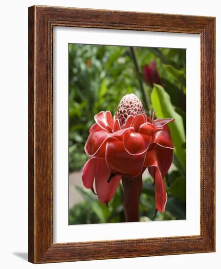 Tropical Flower, Costa Rica, Central America-R H Productions-Framed Photographic Print