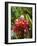 Tropical Flower, Costa Rica, Central America-R H Productions-Framed Photographic Print