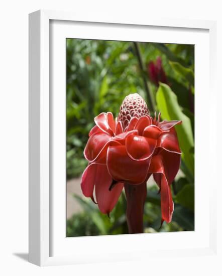 Tropical Flower, Costa Rica, Central America-R H Productions-Framed Photographic Print