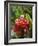 Tropical Flower, Costa Rica, Central America-R H Productions-Framed Photographic Print