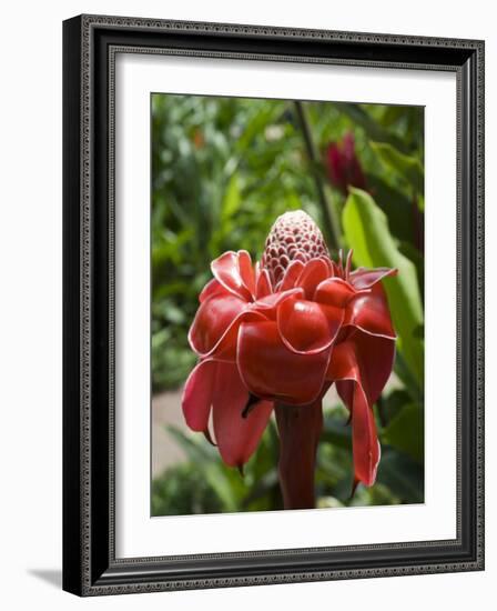 Tropical Flower, Costa Rica, Central America-R H Productions-Framed Photographic Print