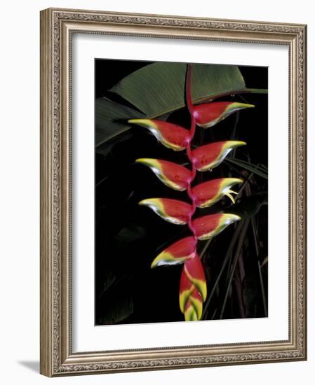 Tropical Flower on Culebra Island, Puerto Rico-Michele Molinari-Framed Photographic Print