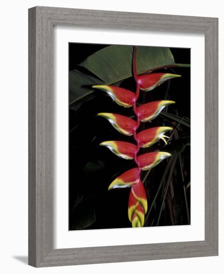 Tropical Flower on Culebra Island, Puerto Rico-Michele Molinari-Framed Photographic Print