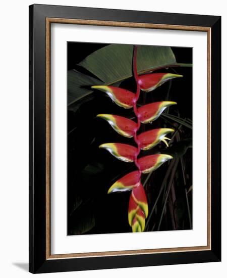 Tropical Flower on Culebra Island, Puerto Rico-Michele Molinari-Framed Photographic Print