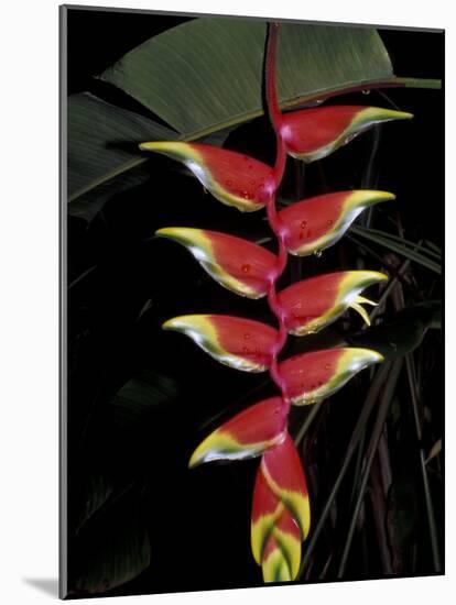 Tropical Flower on Culebra Island, Puerto Rico-Michele Molinari-Mounted Photographic Print