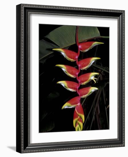 Tropical Flower on Culebra Island, Puerto Rico-Michele Molinari-Framed Photographic Print