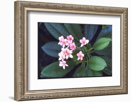 Tropical Flower-John Dominis-Framed Photographic Print