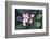 Tropical Flower-John Dominis-Framed Photographic Print