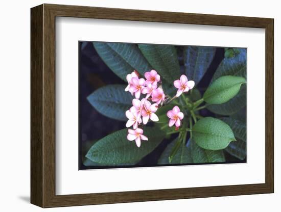 Tropical Flower-John Dominis-Framed Photographic Print
