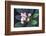 Tropical Flower-John Dominis-Framed Photographic Print