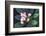 Tropical Flower-John Dominis-Framed Photographic Print