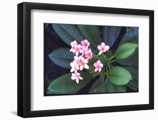 Tropical Flower-John Dominis-Framed Photographic Print