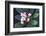 Tropical Flower-John Dominis-Framed Photographic Print