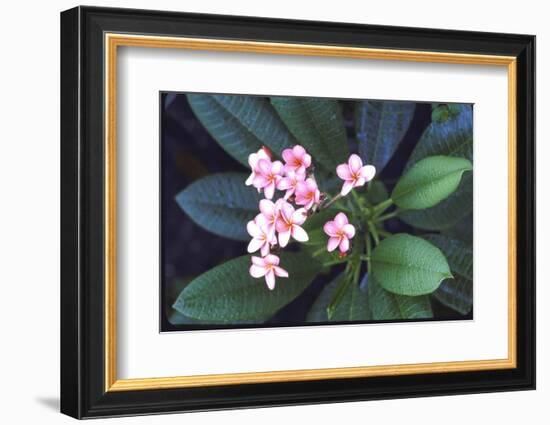 Tropical Flower-John Dominis-Framed Photographic Print