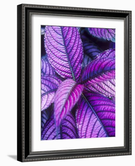 Tropical Foliage at Fond Deux Estate, St. Lucia, Caribbean-Greg Johnston-Framed Photographic Print