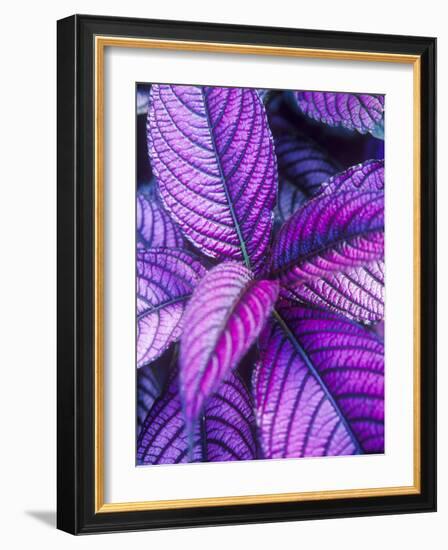 Tropical Foliage at Fond Deux Estate, St. Lucia, Caribbean-Greg Johnston-Framed Photographic Print