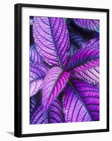 Tropical Foliage at Fond Deux Estate, St. Lucia, Caribbean-Greg Johnston-Framed Photographic Print