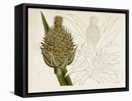 Tropical Foliage & Fruit VI-Curtis-Framed Stretched Canvas