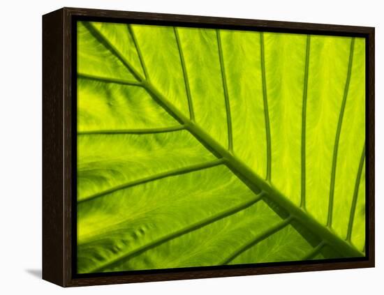 Tropical Foliage in Alexandria and the Amphitheater, Egypt-Darrell Gulin-Framed Premier Image Canvas