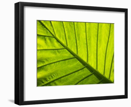 Tropical Foliage in Alexandria and the Amphitheater, Egypt-Darrell Gulin-Framed Photographic Print