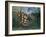 Tropical Forest: Battling Tiger and Buffalo, 1908-Henri Rousseau-Framed Giclee Print