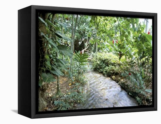 Tropical Forest, Shaw Park, Ocho Rios, Jamaica, West Indies, Central America-Sergio Pitamitz-Framed Premier Image Canvas