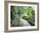 Tropical Forest, Shaw Park, Ocho Rios, Jamaica, West Indies, Central America-Sergio Pitamitz-Framed Photographic Print