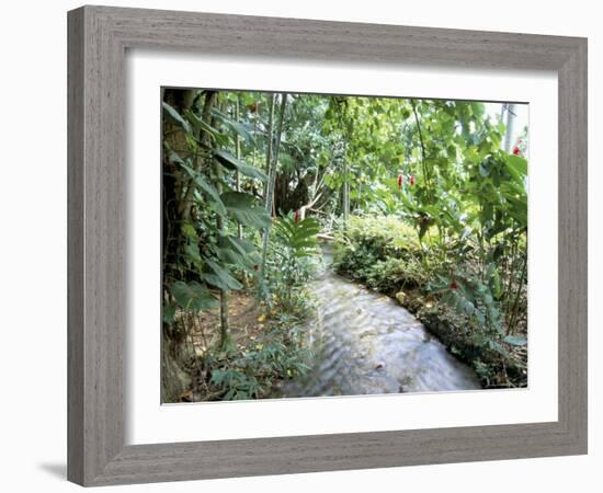 Tropical Forest, Shaw Park, Ocho Rios, Jamaica, West Indies, Central America-Sergio Pitamitz-Framed Photographic Print