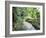 Tropical Forest, Shaw Park, Ocho Rios, Jamaica, West Indies, Central America-Sergio Pitamitz-Framed Photographic Print