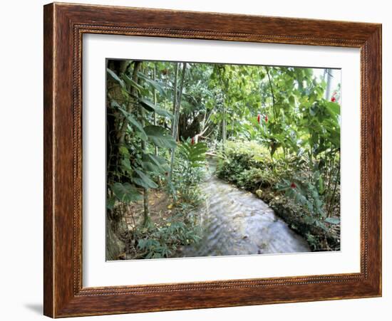 Tropical Forest, Shaw Park, Ocho Rios, Jamaica, West Indies, Central America-Sergio Pitamitz-Framed Photographic Print