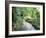 Tropical Forest, Shaw Park, Ocho Rios, Jamaica, West Indies, Central America-Sergio Pitamitz-Framed Photographic Print