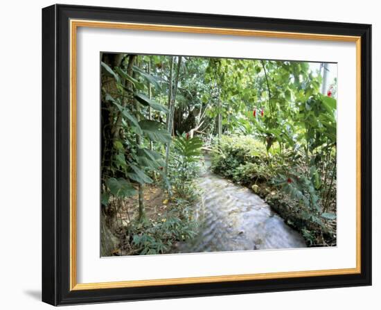 Tropical Forest, Shaw Park, Ocho Rios, Jamaica, West Indies, Central America-Sergio Pitamitz-Framed Photographic Print