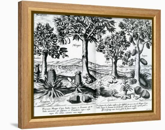 Tropical Fruit Trees, 1596-Johannes Baptista van Frueauf the Younger-Framed Premier Image Canvas