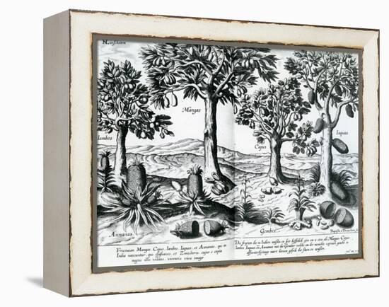 Tropical Fruit Trees, 1596-Johannes Baptista van Frueauf the Younger-Framed Premier Image Canvas