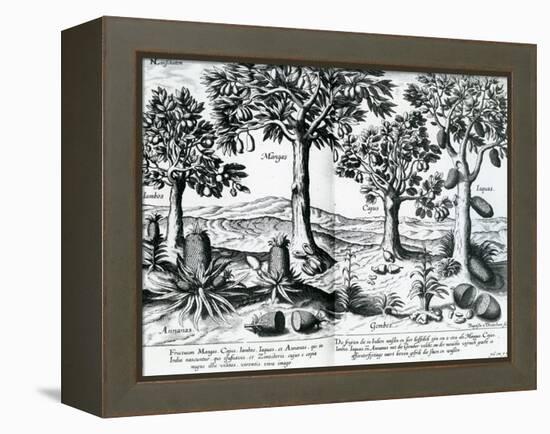 Tropical Fruit Trees, 1596-Johannes Baptista van Frueauf the Younger-Framed Premier Image Canvas