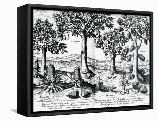 Tropical Fruit Trees, 1596-Johannes Baptista van Frueauf the Younger-Framed Premier Image Canvas